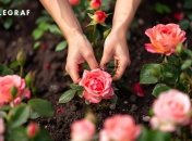 Троянди потребують правильного догляду  (зображення створено за допомогою ШІ)