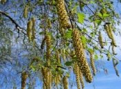 Теплый Алексей 2021: что можно, а что нельзя делать в этот праздник