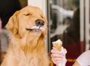 Если съесть 5 кг мороженого, то не только слипнется, но и смерзнется: веселые шутки в День шоколадного мороженого