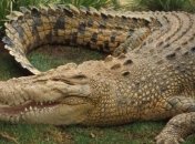 В Тайване крокодил укусил за голову своего дрессировщика