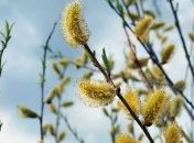 17 марта - приметы и обряды в День Герасима Грачевника