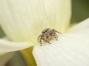 Фотограф делает удивительные макрофотографии насекомых (Фото)