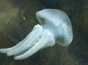 Опасные медузы атакуют берега Таиланда