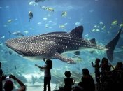 10 причин купить ребенку аквариум с рыбками