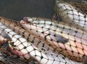 В Госрыбагентстве сказали, сколько теряет Украина из-за браконьерства