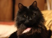 Гороскоп на листопад 2022 року