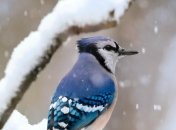 Сойкин день, или Степаны зимние в 2023 году отмечается 28 ноября (ранее 11 декабря)