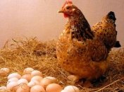 Птахівництво страждає від російських ударів по інфраструктурі