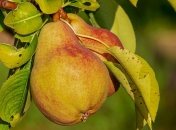 Стало известно, кому вредна груша