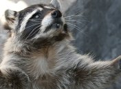 Правоохранители спасли енота от браконьеров