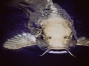 Украинский рыбак похвастался рекордным уловом и попал под атаку хейтеров