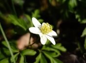 Саввин день: приметы и обряды 29 марта