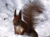 Завтра Украину ждет дождь со снегом