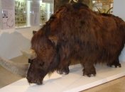 Ученые изучат ДНК шерстистого носорога