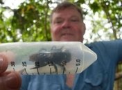 Ученые нашли гигантскую пчелу, которую считали вымершим видом