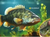 В Украине поймали опасную рыбу