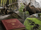 Лось пытался протаранить забор