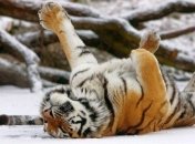 В Приморье открылся тигриный парк