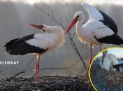 К звездному гнезду приковано внимание любителей птиц