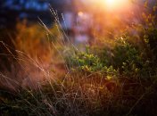 6 сентября 2015, примета дня. Верный знак сухой и теплой осени