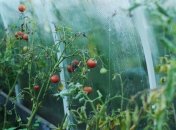 Вся теплица будет здоровая