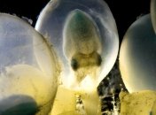 Стало известно, что каракатицы способны обучаться еще в яйце