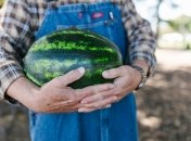 Без бахчевых культур на огороде не обойтись