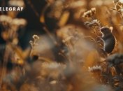 Некоторые растения прекрасно борются с грызунами (изображение создано с помощью ИИ)