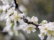 На Украину надвигаются сильные заморозки 