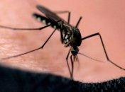 Вирус лихорадки Денге добрался до Европы