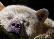 Кермодский медведь показал язык фотографу