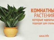 5 комнатных растений для спальни, которые помогут лучше спать