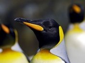 Пингвины нетрадиционной ориентации стали родителями (Фото)