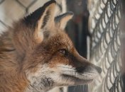 Хищник на путях: В Париже останавливали работу метро из-за попавшей на проезжую часть лисы