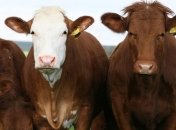 Уряд розширив державну підтримку тваринництва у 2020 році