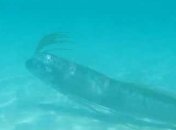 Легендарный морской змей