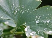 Прогноз погоды в Украине на 9 июля: дожди только на западе