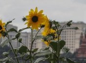 У Кремлі заявили про готовність допомогти Білорусії в урегулюванні конфлікту