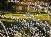 Вербное воскресенье 2020: традиции и обычаи праздника