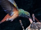 Невероятное зрелище: крошка колибри кормит своего птенца (Видео)