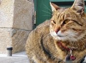 У Львові стався скандал через зникнення відомого кота