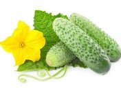 Огурцы в детском питании