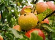 Яблочный спас 2019: что запрещено делать в праздник