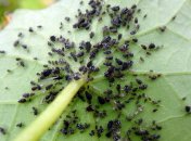 Тля – маленький вредитель, который наносит большой ущерб