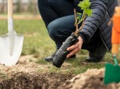 Что посадить на участке в апреле 2025 года