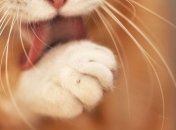 Зачем кошке усы?