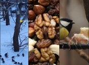 Чем нужно и нельзя кормить птиц зимой