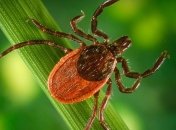 Клещи грозят болезнью Лайма