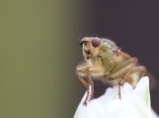 Биологи создали прозрачных мух 