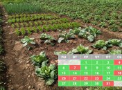 Благоприятные даты для посадки растений